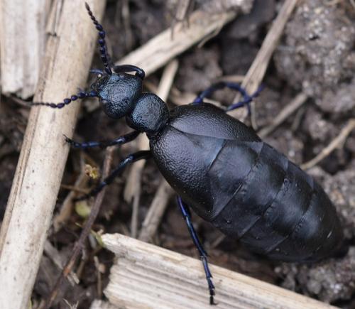 Meloe proscarabaeus